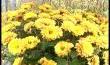 Les fleurs de la Toussaint